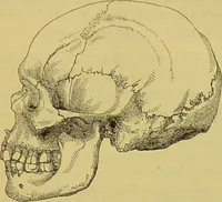 An illustration from Thesaurus craniorum : catalogue of the skulls of the various races of man, in the collection of Joseph Barnard Davis. (1867)