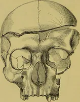 An illustration from Thesaurus craniorum : catalogue of the skulls of the various races of man, in the collection of Joseph Barnard Davis. (1867)