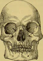 An illustration from Thesaurus craniorum : catalogue of the skulls of the various races of man, in the collection of Joseph Barnard Davis. (1867)
