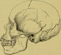 An illustration from Thesaurus craniorum : catalogue of the skulls of the various races of man, in the collection of Joseph Barnard Davis. (1867)