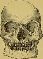 An illustration from Thesaurus craniorum : catalogue of the skulls of the various races of man, in the collection of Joseph Barnard Davis. (1867)