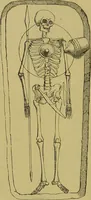 An illustration from Thesaurus craniorum : catalogue of the skulls of the various races of man, in the collection of Joseph Barnard Davis. (1867)