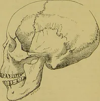 An illustration from Thesaurus craniorum : catalogue of the skulls of the various races of man, in the collection of Joseph Barnard Davis. (1867)