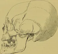 An illustration from Thesaurus craniorum : catalogue of the skulls of the various races of man, in the collection of Joseph Barnard Davis. (1867)