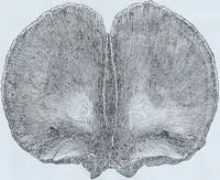 Picture 15 of 72 from Zur Morphologie der Rassen-Schädel : einleitende Bemerkungen und Beiträge, ein Sendschreiben an ... Carl Ernst v. Baer / von Joh. Christ. Gustav Lucae. (1861), leaf 102