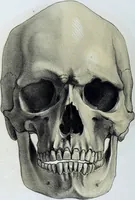An illustration from Zur Morphologie der Rassen-Schädel : einleitende Bemerkungen und Beiträge, ein Sendschreiben an ... Carl Ernst v. Baer / von Joh. Christ. Gustav Lucae. (1861)