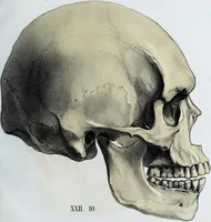 Picture 18 of 72 from Zur Morphologie der Rassen-Schädel : einleitende Bemerkungen und Beiträge, ein Sendschreiben an ... Carl Ernst v. Baer / von Joh. Christ. Gustav Lucae. (1861), leaf 121