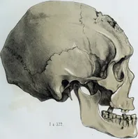 Picture 19 of 72 from Zur Morphologie der Rassen-Schädel : einleitende Bemerkungen und Beiträge, ein Sendschreiben an ... Carl Ernst v. Baer / von Joh. Christ. Gustav Lucae. (1861), leaf 125