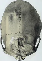 Picture 20 of 72 from Zur Morphologie der Rassen-Schädel : einleitende Bemerkungen und Beiträge, ein Sendschreiben an ... Carl Ernst v. Baer / von Joh. Christ. Gustav Lucae. (1861), leaf 128
