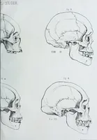 An illustration from Zur Morphologie der Rassen-Schädel : einleitende Bemerkungen und Beiträge, ein Sendschreiben an ... Carl Ernst v. Baer / von Joh. Christ. Gustav Lucae. (1861)