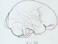Picture 29 of 72 from Zur Morphologie der Rassen-Schädel : einleitende Bemerkungen und Beiträge, ein Sendschreiben an ... Carl Ernst v. Baer / von Joh. Christ. Gustav Lucae. (1861), leaf 148