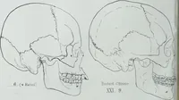An illustration from Zur Morphologie der Rassen-Schädel : einleitende Bemerkungen und Beiträge, ein Sendschreiben an ... Carl Ernst v. Baer / von Joh. Christ. Gustav Lucae. (1861)