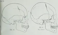 Picture 36 of 72 from Zur Morphologie der Rassen-Schädel : einleitende Bemerkungen und Beiträge, ein Sendschreiben an ... Carl Ernst v. Baer / von Joh. Christ. Gustav Lucae. (1861), leaf 165