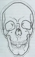 An illustration from Zur Morphologie der Rassen-Schädel : einleitende Bemerkungen und Beiträge, ein Sendschreiben an ... Carl Ernst v. Baer / von Joh. Christ. Gustav Lucae. (1861)
