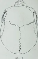 An illustration from Zur Morphologie der Rassen-Schädel : einleitende Bemerkungen und Beiträge, ein Sendschreiben an ... Carl Ernst v. Baer / von Joh. Christ. Gustav Lucae. (1861)