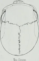 Picture 46 of 72 from Zur Morphologie der Rassen-Schädel : einleitende Bemerkungen und Beiträge, ein Sendschreiben an ... Carl Ernst v. Baer / von Joh. Christ. Gustav Lucae. (1861), leaf 173