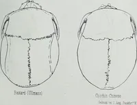 Picture 48 of 72 from Zur Morphologie der Rassen-Schädel : einleitende Bemerkungen und Beiträge, ein Sendschreiben an ... Carl Ernst v. Baer / von Joh. Christ. Gustav Lucae. (1861), leaf 173
