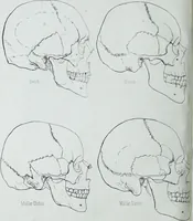 An illustration from Zur Morphologie der Rassen-Schädel : einleitende Bemerkungen und Beiträge, ein Sendschreiben an ... Carl Ernst v. Baer / von Joh. Christ. Gustav Lucae. (1861)