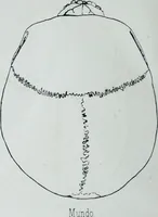Picture 52 of 72 from Zur Morphologie der Rassen-Schädel : einleitende Bemerkungen und Beiträge, ein Sendschreiben an ... Carl Ernst v. Baer / von Joh. Christ. Gustav Lucae. (1861), leaf 180