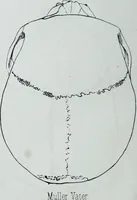 Picture 53 of 72 from Zur Morphologie der Rassen-Schädel : einleitende Bemerkungen und Beiträge, ein Sendschreiben an ... Carl Ernst v. Baer / von Joh. Christ. Gustav Lucae. (1861), leaf 180