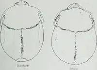 Picture 55 of 72 from Zur Morphologie der Rassen-Schädel : einleitende Bemerkungen und Beiträge, ein Sendschreiben an ... Carl Ernst v. Baer / von Joh. Christ. Gustav Lucae. (1861), leaf 181
