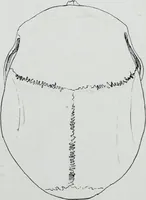 Picture 57 of 72 from Zur Morphologie der Rassen-Schädel : einleitende Bemerkungen und Beiträge, ein Sendschreiben an ... Carl Ernst v. Baer / von Joh. Christ. Gustav Lucae. (1861), leaf 181