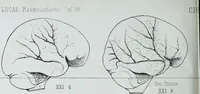 Picture 58 of 72 from Zur Morphologie der Rassen-Schädel : einleitende Bemerkungen und Beiträge, ein Sendschreiben an ... Carl Ernst v. Baer / von Joh. Christ. Gustav Lucae. (1861), leaf 184