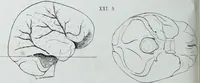 Picture 60 of 72 from Zur Morphologie der Rassen-Schädel : einleitende Bemerkungen und Beiträge, ein Sendschreiben an ... Carl Ernst v. Baer / von Joh. Christ. Gustav Lucae. (1861), leaf 184