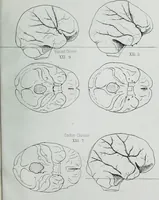 Picture 61 of 72 from Zur Morphologie der Rassen-Schädel : einleitende Bemerkungen und Beiträge, ein Sendschreiben an ... Carl Ernst v. Baer / von Joh. Christ. Gustav Lucae. (1861), leaf 185