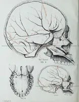 Picture 62 of 72 from Zur Morphologie der Rassen-Schädel : einleitende Bemerkungen und Beiträge, ein Sendschreiben an ... Carl Ernst v. Baer / von Joh. Christ. Gustav Lucae. (1861), leaf 188