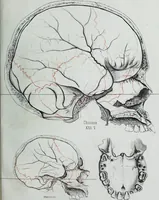 Picture 63 of 72 from Zur Morphologie der Rassen-Schädel : einleitende Bemerkungen und Beiträge, ein Sendschreiben an ... Carl Ernst v. Baer / von Joh. Christ. Gustav Lucae. (1861), leaf 189