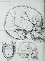 Picture 64 of 72 from Zur Morphologie der Rassen-Schädel : einleitende Bemerkungen und Beiträge, ein Sendschreiben an ... Carl Ernst v. Baer / von Joh. Christ. Gustav Lucae. (1861), leaf 192