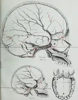 An illustration from Zur Morphologie der Rassen-Schädel : einleitende Bemerkungen und Beiträge, ein Sendschreiben an ... Carl Ernst v. Baer / von Joh. Christ. Gustav Lucae. (1861)