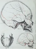 Picture 66 of 72 from Zur Morphologie der Rassen-Schädel : einleitende Bemerkungen und Beiträge, ein Sendschreiben an ... Carl Ernst v. Baer / von Joh. Christ. Gustav Lucae. (1861), leaf 196