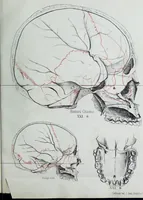 An illustration from Zur Morphologie der Rassen-Schädel : einleitende Bemerkungen und Beiträge, ein Sendschreiben an ... Carl Ernst v. Baer / von Joh. Christ. Gustav Lucae. (1861)