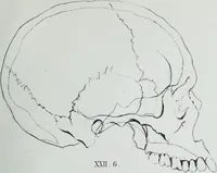 Picture 68 of 72 from Zur Morphologie der Rassen-Schädel : einleitende Bemerkungen und Beiträge, ein Sendschreiben an ... Carl Ernst v. Baer / von Joh. Christ. Gustav Lucae. (1861), leaf 199