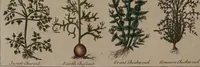 An illustration from Culpeper's English physician ; and complete herbal ... Illustrated with notes and observations, critical and explanatory / By E. Sibly. (1807)