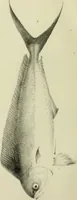An illustration from A history of the fishes of Madeira / by Richard Thomas Lowe ... With original figures from nature of all the species, by the Hon. C.E.C. Norton and M. Young. (1843)