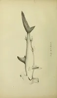 An illustration from A history of the fishes of Madeira / by Richard Thomas Lowe ... With original figures from nature of all the species, by the Hon. C.E.C. Norton and M. Young. (1843)