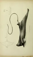 An illustration from A history of the fishes of Madeira / by Richard Thomas Lowe ... With original figures from nature of all the species, by the Hon. C.E.C. Norton and M. Young. (1843)