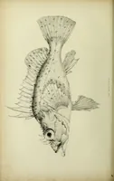 An illustration from A history of the fishes of Madeira / by Richard Thomas Lowe ... With original figures from nature of all the species, by the Hon. C.E.C. Norton and M. Young. (1843)