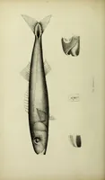 An illustration from A history of the fishes of Madeira / by Richard Thomas Lowe ... With original figures from nature of all the species, by the Hon. C.E.C. Norton and M. Young. (1843)