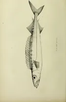 An illustration from A history of the fishes of Madeira / by Richard Thomas Lowe ... With original figures from nature of all the species, by the Hon. C.E.C. Norton and M. Young. (1843)