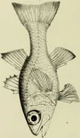 An illustration from A history of the fishes of Madeira / by Richard Thomas Lowe ... With original figures from nature of all the species, by the Hon. C.E.C. Norton and M. Young. (1843)
