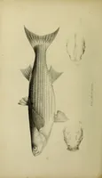An illustration from A history of the fishes of Madeira / by Richard Thomas Lowe ... With original figures from nature of all the species, by the Hon. C.E.C. Norton and M. Young. (1843)
