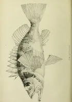 An illustration from A history of the fishes of Madeira / by Richard Thomas Lowe ... With original figures from nature of all the species, by the Hon. C.E.C. Norton and M. Young. (1843)