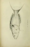 An illustration from A history of the fishes of Madeira / by Richard Thomas Lowe ... With original figures from nature of all the species, by the Hon. C.E.C. Norton and M. Young. (1843)