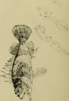 An illustration from A history of the fishes of Madeira / by Richard Thomas Lowe ... With original figures from nature of all the species, by the Hon. C.E.C. Norton and M. Young. (1843)
