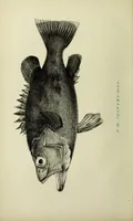 An illustration from A history of the fishes of Madeira / by Richard Thomas Lowe ... With original figures from nature of all the species, by the Hon. C.E.C. Norton and M. Young. (1843)