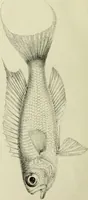 An illustration from A history of the fishes of Madeira / by Richard Thomas Lowe ... With original figures from nature of all the species, by the Hon. C.E.C. Norton and M. Young. (1843)